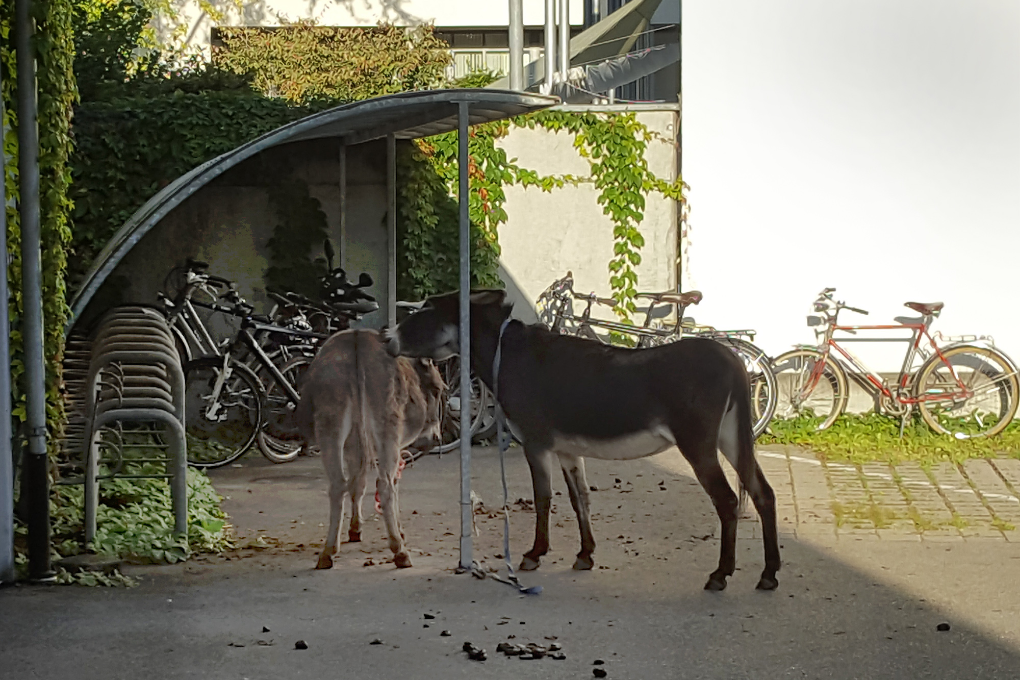 Hier haben es sich die Esel gemütlich gemacht.