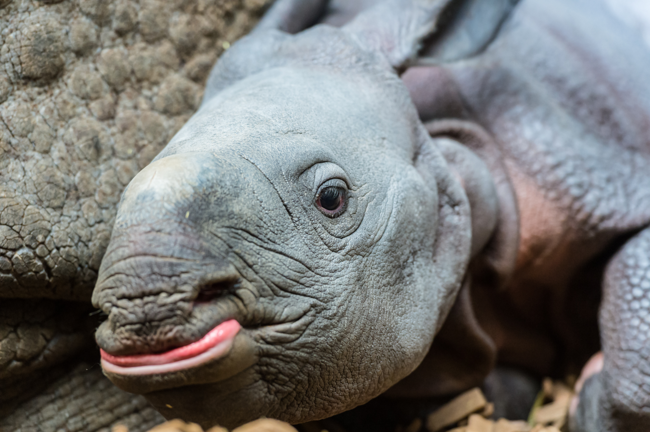 Fünf Tage alt ist das neuste Nashornbaby im Basler Zoo.
