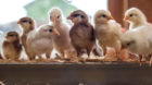 <p>Diese Küken entzüüüücken.</p>