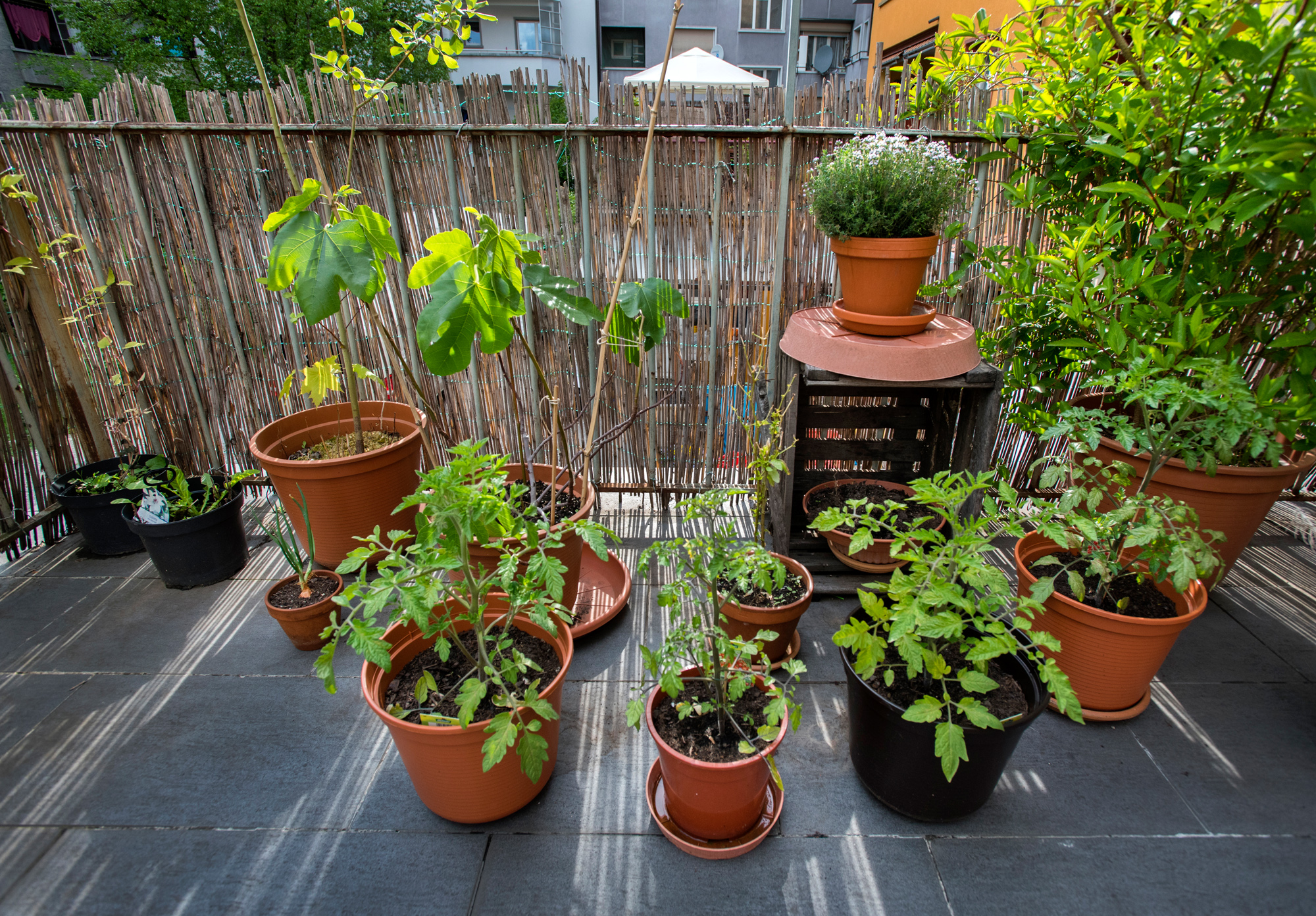 Für Tomatensalat ist gesorgt.