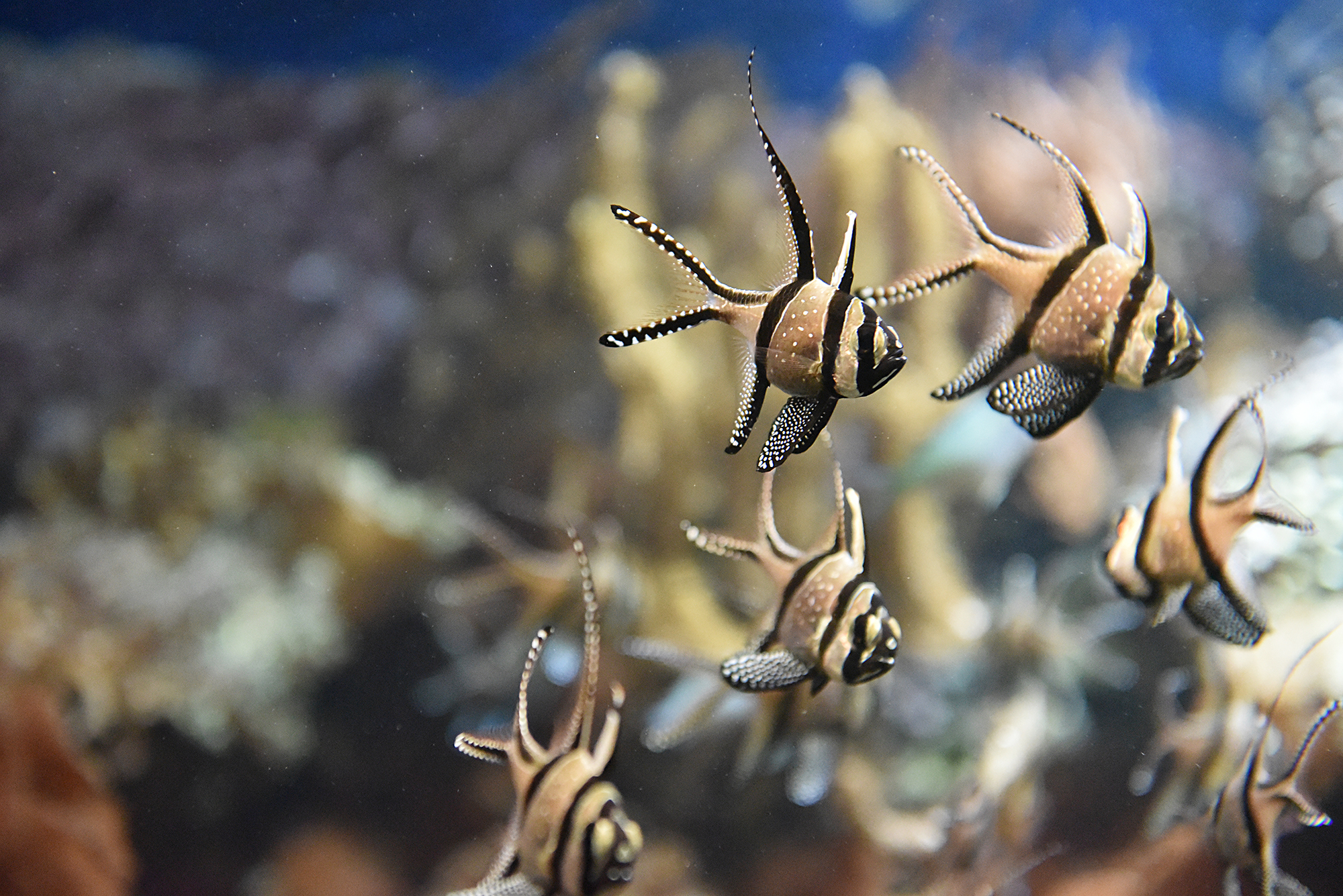 Banggai im Vivarium Basel