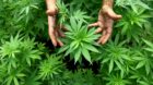 epa03462089 (FILE) A file photo dated 31 August 2010 shows a worker tending to cannabis plants at a growing facility for the 