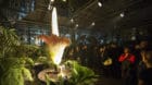 Visitors look at a blooming Titan Arum (amorphophallus titanum) in the botanical garden of the university of Basel, in Basel,