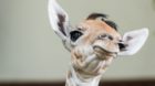 Willkommen Osei: die kleine Giraffe ist der jüngste Zolli-Bewohner.