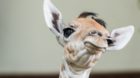 Willkommen Osei: die kleine Giraffe ist der jüngste Zolli-Bewohner.