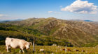 ITALY / Sardinia / Barbagia di Ollolai & Gennargentu ( Zentrum ) , Fonni , view from Bruncu Spina mountain ( comprensorio