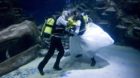 Aquarists James Oliver And Kathryn O'Connor At The Sea Life London Aquarium Are Proving Just How Deep Their Love Is This Vale