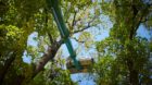 Die Stadtgärtnerei untersucht alle Bäume regelmässig. Falls ein Baum krank oder am Absterben ist, muss er gefällt werden.