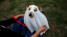 A woman dresses up her dog to celebrate Halloween at a park in Lima, Peru, October 31, 2017. REUTERS/Mariana Bazo