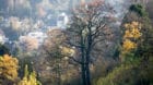 Wem gehört der Wald? Spannungsfeld Waldnutzung.