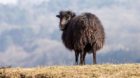 Portrait of a black domestic sheep Ouessant,which is the smallest sheep in the world, adapted to live in windy areas.