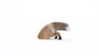 Driving through Lamar Valley area of Yellowstone National Park in Wyoming, USA, we saw a female Red Fox hunting along the roa
