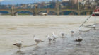 Der Rheinpegel in Basel steigt, was den Möwen so ziemlich egal ist.