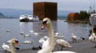 Bildnummer: 50154606  Datum: 27.05.2002  Copyright: imago/R¸ttimann
Schw‰ne am Ufer des Murtensees vor dem Expo-Kubus - ei