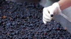 Ripened Brunello grapes, Sangiovese, being harvested at the wine estate of La Fornace at Montalcino in Val D Orcia, Tuscany, 