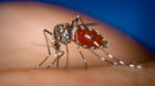 An Aedes albopictus female mosquito feeds on a human blood meal.


Photo by James Gathany, Centers for Disease Control and Pr