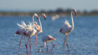 Rosaflamingo, Rosa Flamingo (Phoenicopterus roseus, Phoenicopterus ruber roseus), Trupp im Flachwasser auf Nahrungssuche, Fra