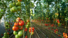 Auch der Birsmattehof betreibt ein Gewächshaus, um seinen Kunden Tomaten anbieten zu können.