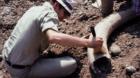 So sauber geputzte Zähne hatte dieses Mammut wohl zeitlebens nicht: Ein Basler Archäologe legt 1978 Hand an.