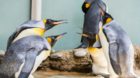 Die Königs- und die Eselspinguine im Zoo Basel sollen bald ein neues Zuhause erhalten. Für dieses will der Zolli zwei Milli