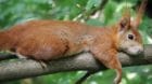 So und nicht grau sieht es aus, das einheimische Eichhörnchen. Die Unterseite des putzigen Kerls ist weiss.